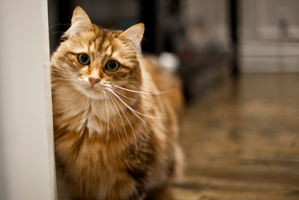 Siberian Cat
