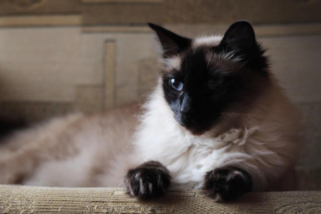 Balinese Cat