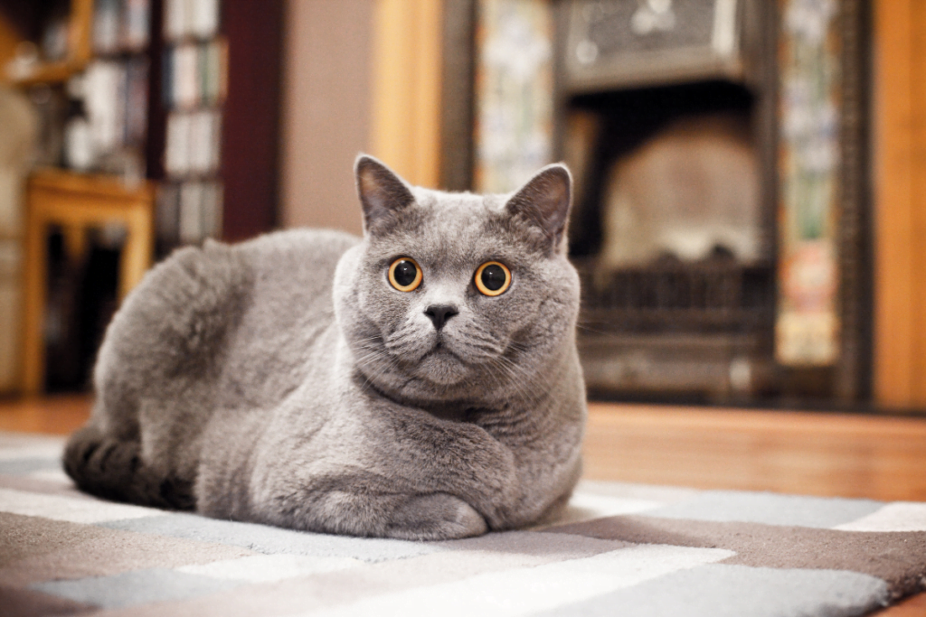 Russian Blue