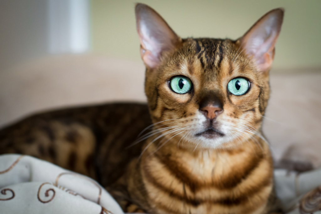Bengal Cat
