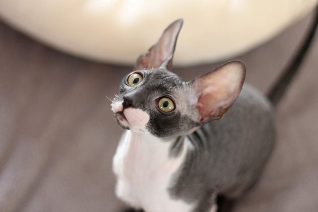 Cornish Rex & Devon Rex