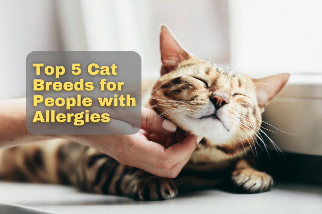 5-cat-breeds-for-people-with-allergies