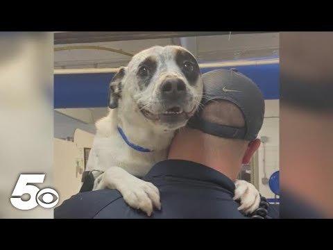 A Dog Treated Cruelly Finds a Loving Home