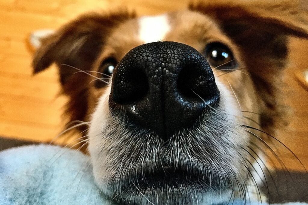 dog nose
