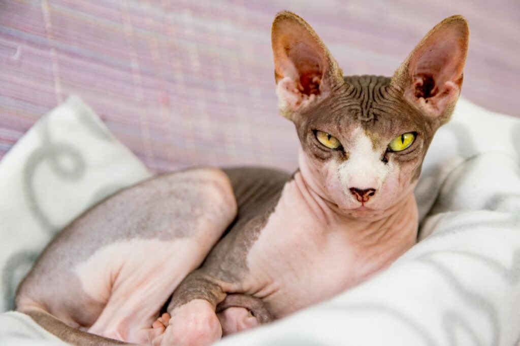 Sphynx-Cats