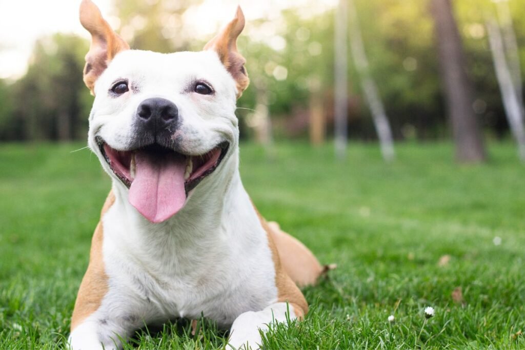 6 Tricks to Teach Your Dog for Mental Stimulation