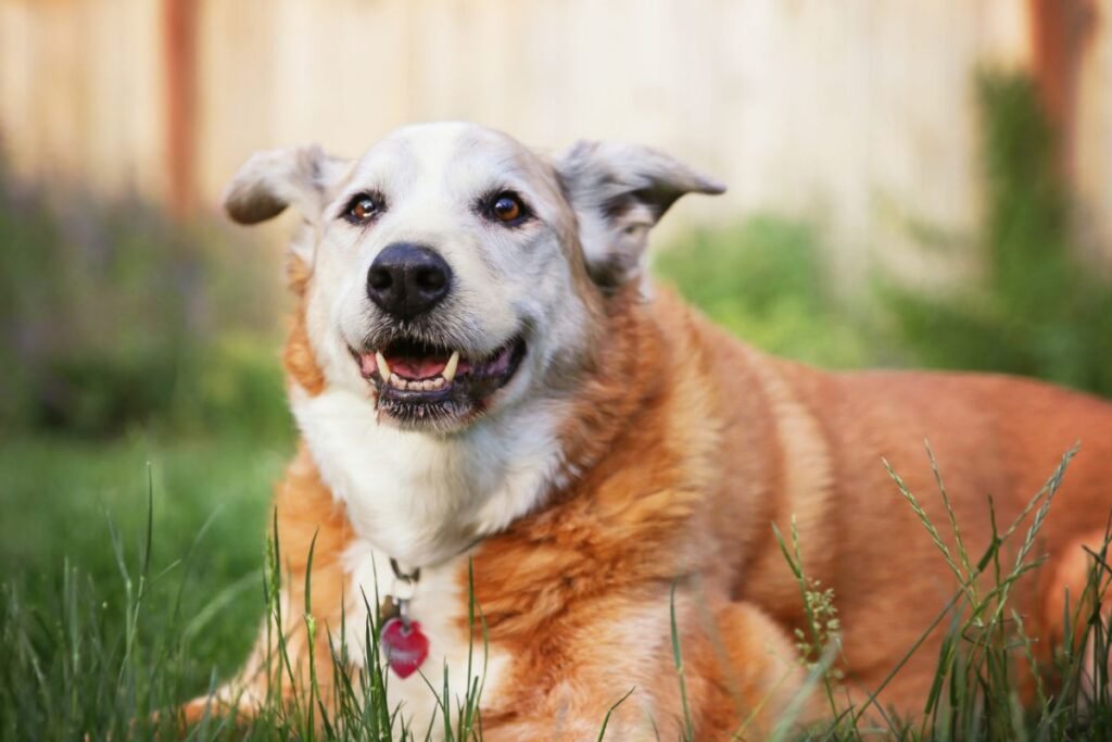 4 Benefits of Adopting a Senior Dog