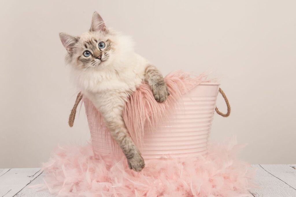 The Cutest Feline Friends: 5 Cat Breeds with Irresistible Appeal