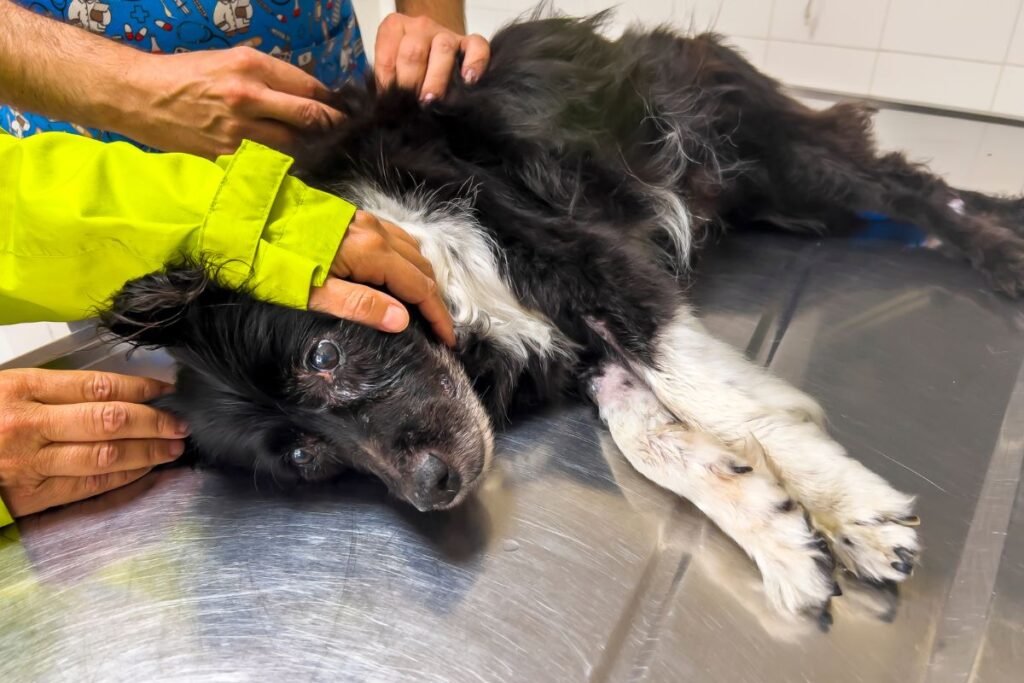 Journeying Through Loss: Coping with Grief