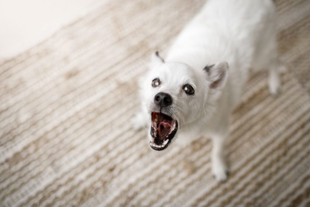 6 Unmistakable Indicators Your Dog Requires More Exercise and Playtime