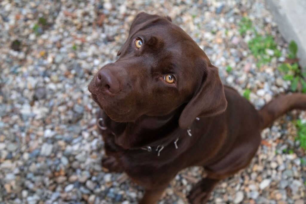 5 Steps to Helping Your Dog Overcome Separation Anxiety