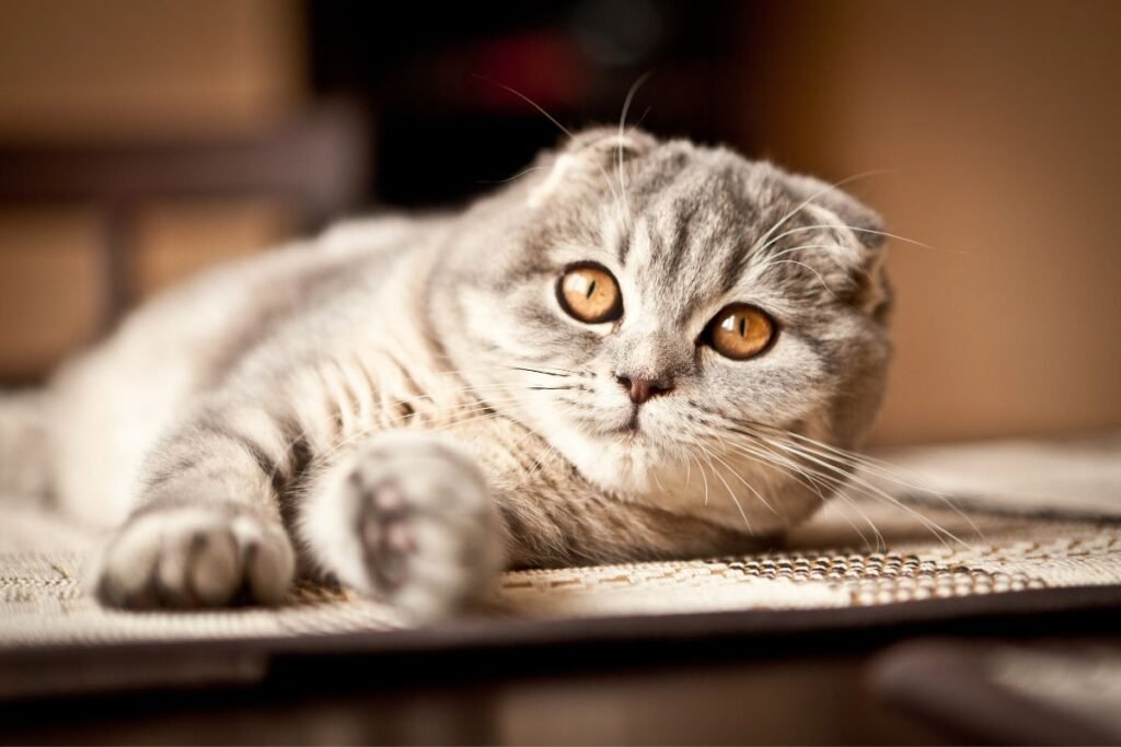 Scottish-fold-cat