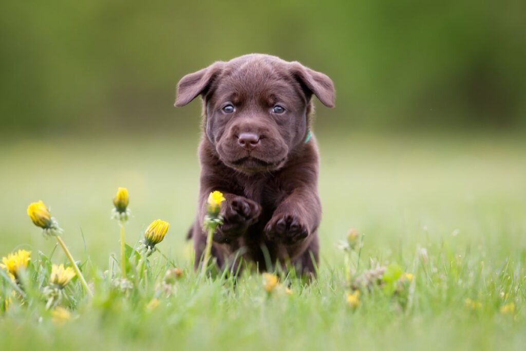Puppy Perfection: 7 Photos That Will Melt Your Heart