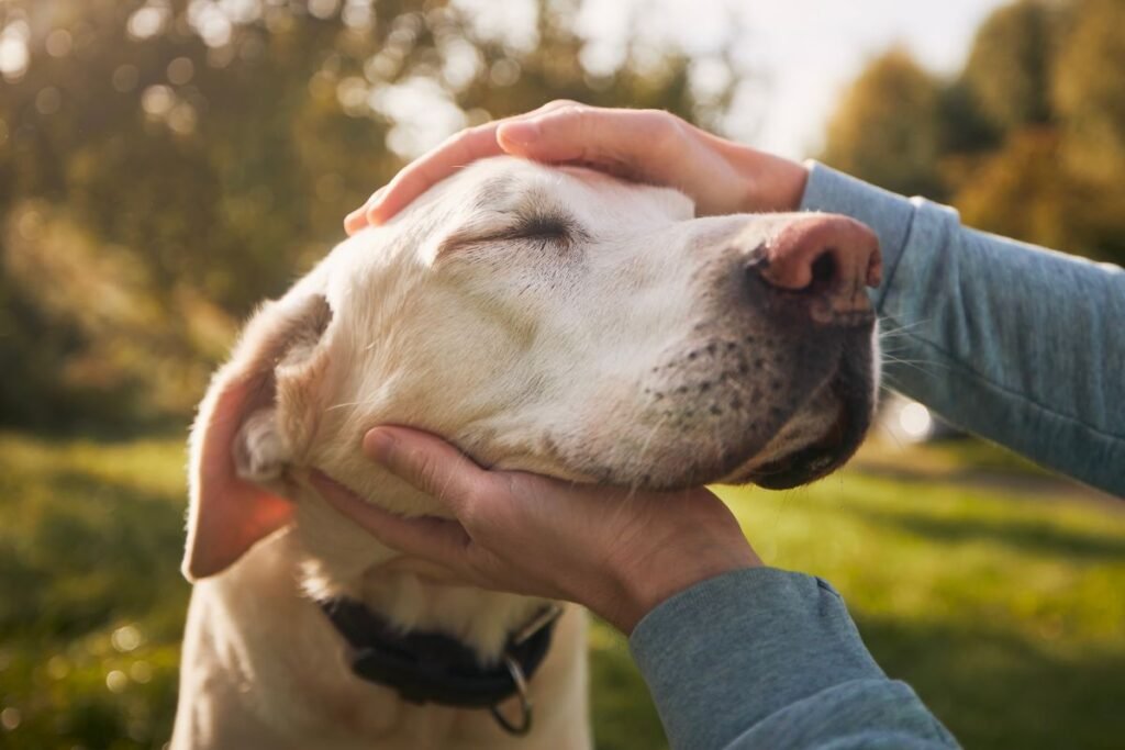 Why You Should Adopt an Older Dog: 4 Amazing Benefits