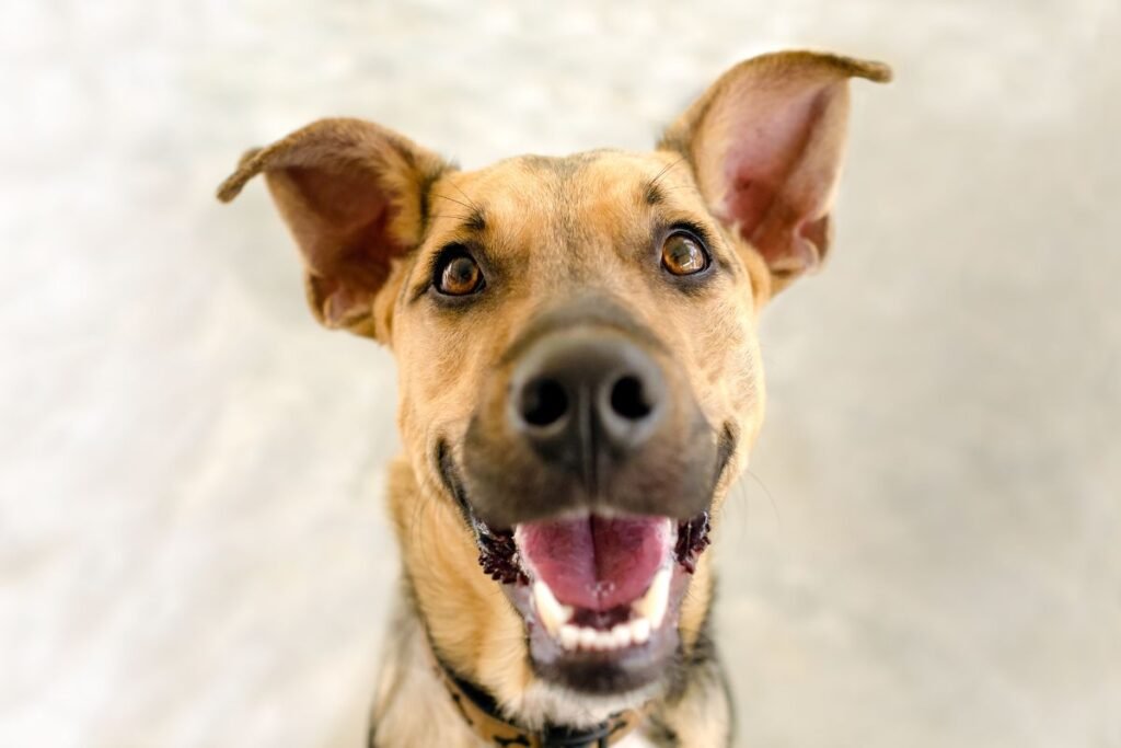 Get Ready for Your New Pup with These 7 Puppy-Proofing Tips