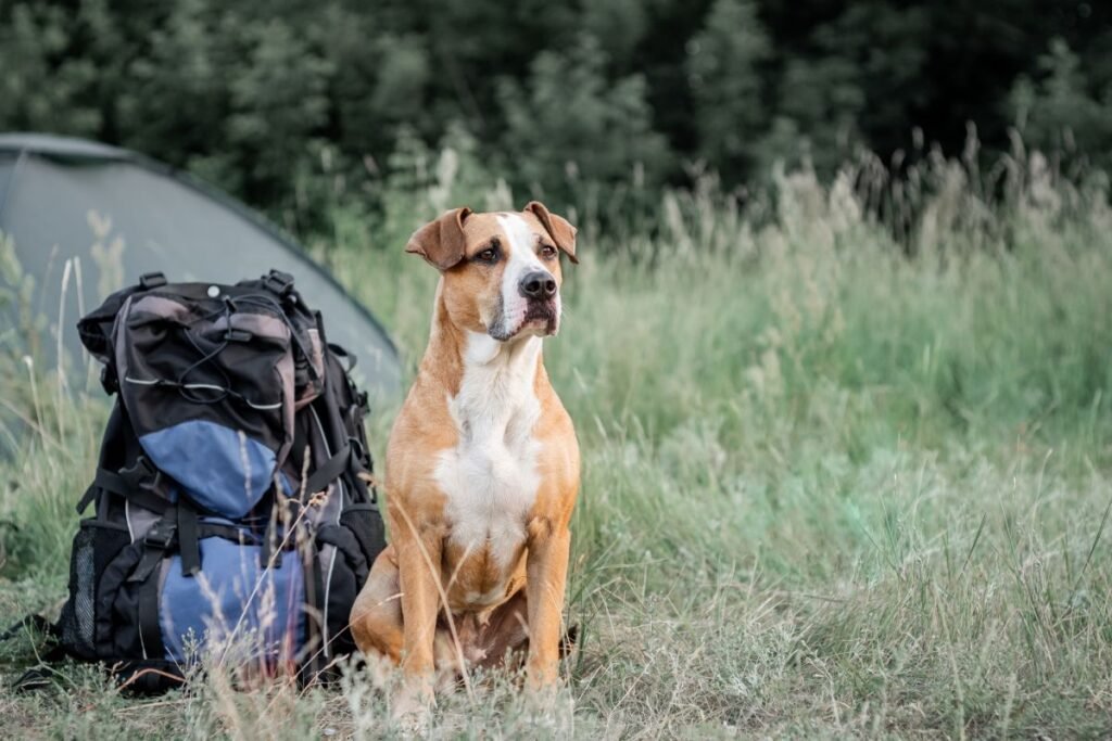 Hit the Trails with Your Pup: 7 Must-Pack Items