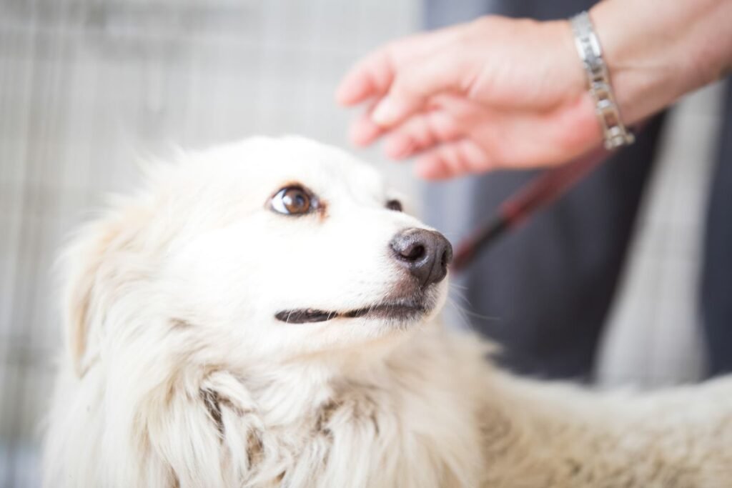 Fear Not! 4 Effective Approaches to Help Your Dog Overcome Anxiety