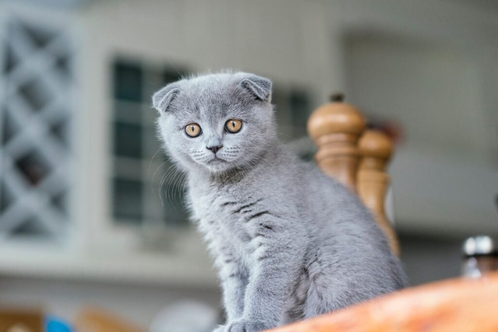 Fall in Love at First Sight: 5 Adorably Charming Cat Breeds