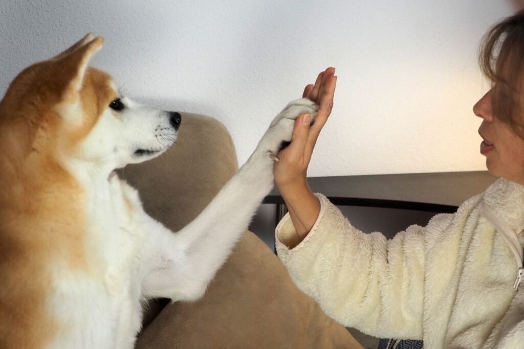 Unleashing the Healing Potential of Canine Companions: Dogs and Mental Wellness