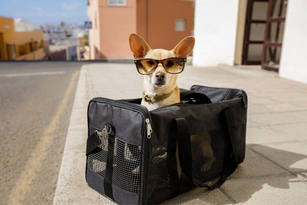 Expert Advice: 6 Tips for Smoothly Flying With Your Furry Companion