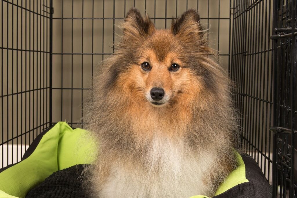 4 Keys to Crate Training Your Canine Companion