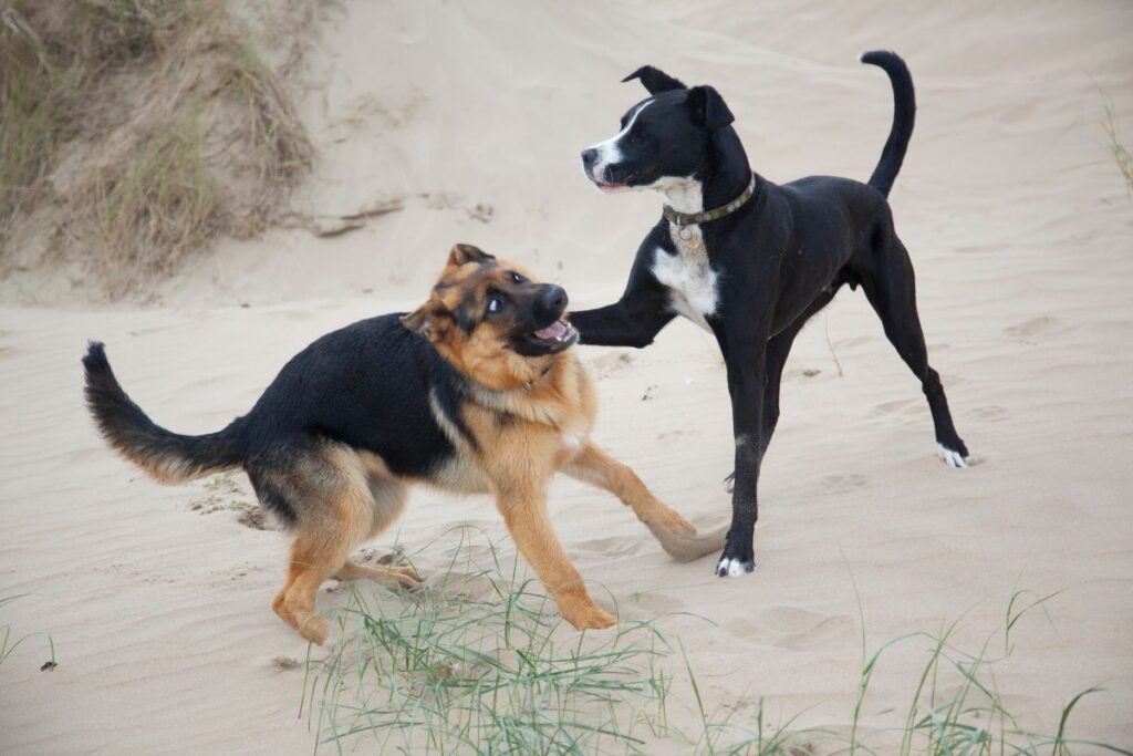 5 Proven Strategies to Combat Your Canine's Separation Distress