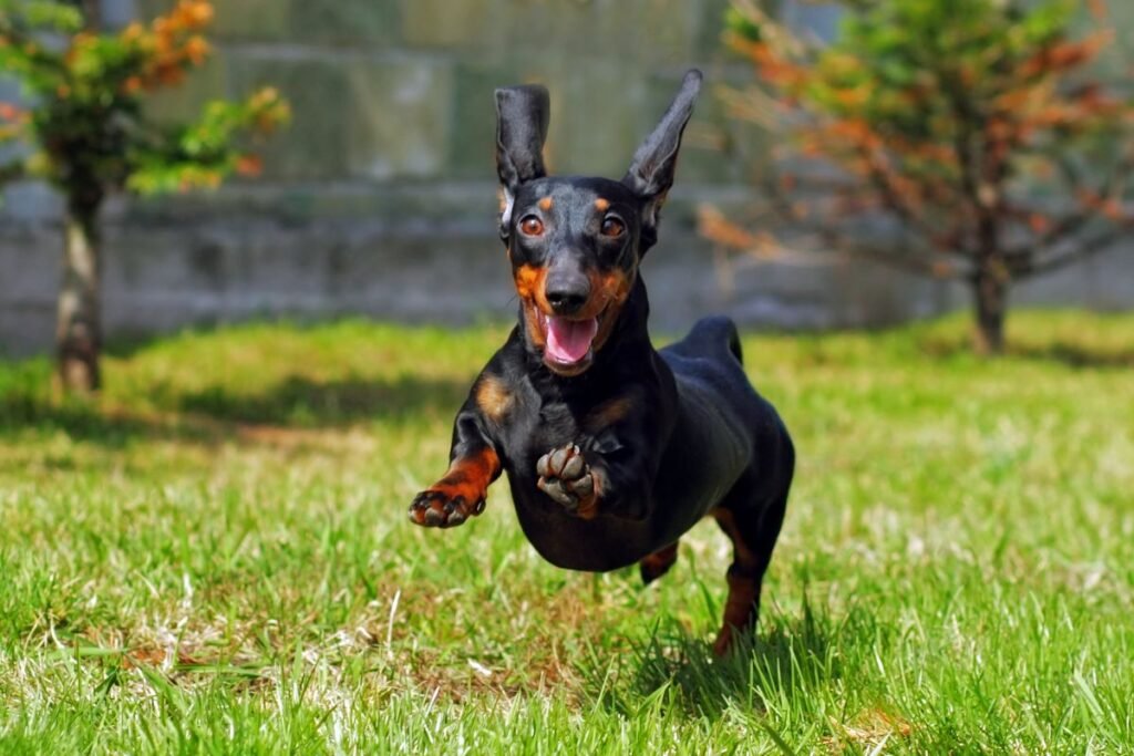 Mental Workout: 6 Must-Learn Tricks to Challenge Your Canine's Mind