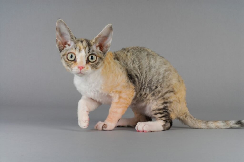 devon rex cat