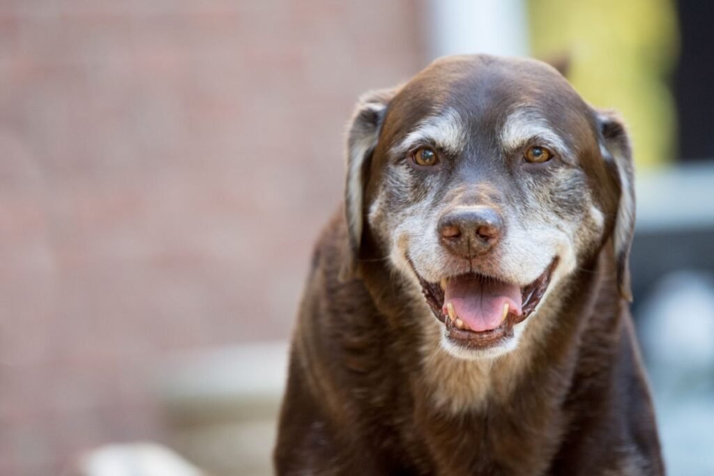4 Reasons to Welcome a Senior Dog Into Your Life