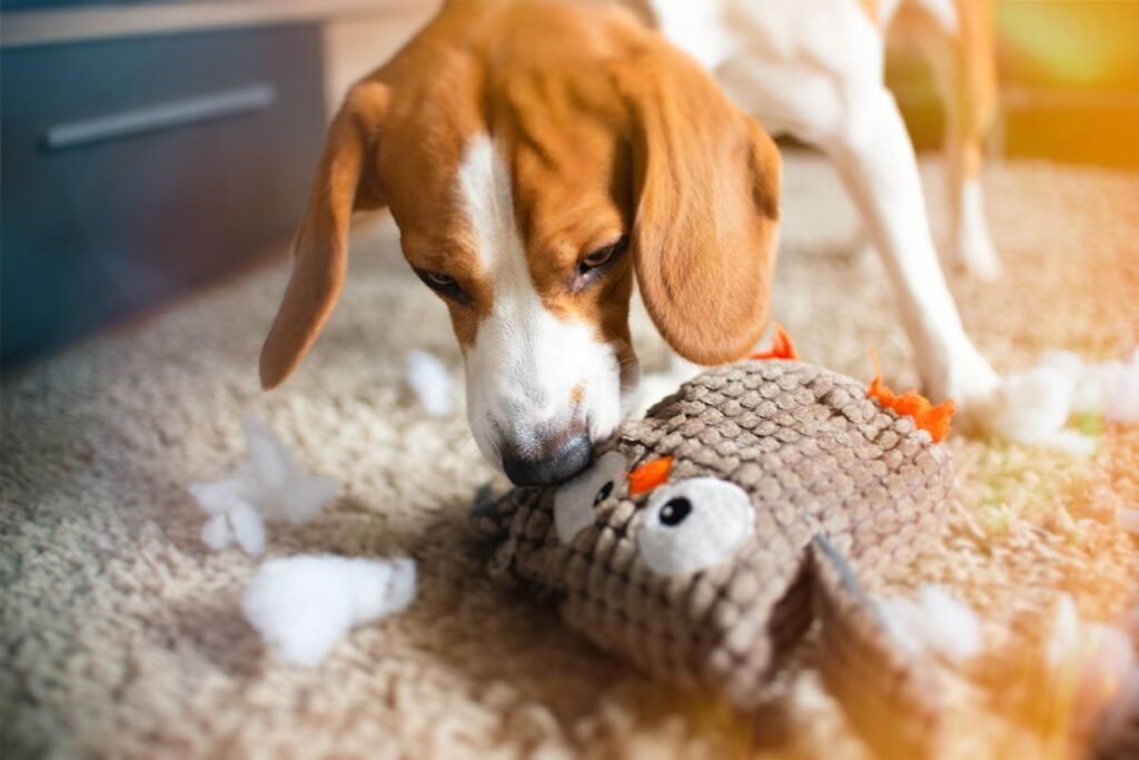 From Chew to Choose: 7 Ways to Redirect Your Dog's Destructive Chewing