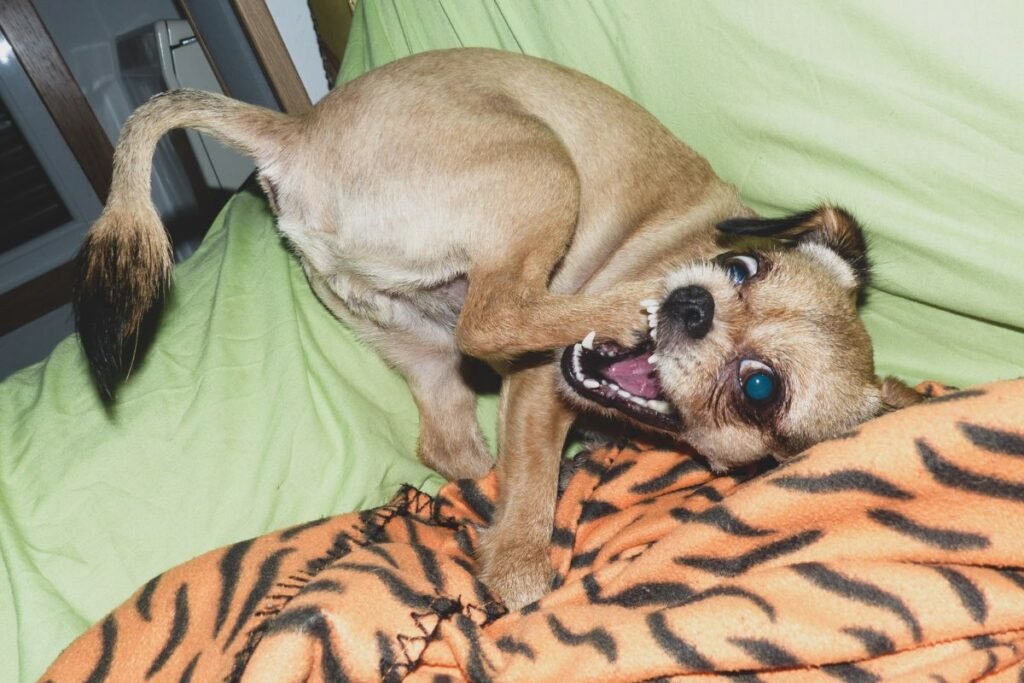 6 Clear Symptoms Your Furry Friend Isn't Getting Enough Movement