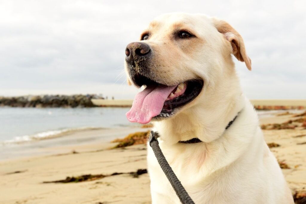 The Snuggliest Pups: A Top 5 Countdown