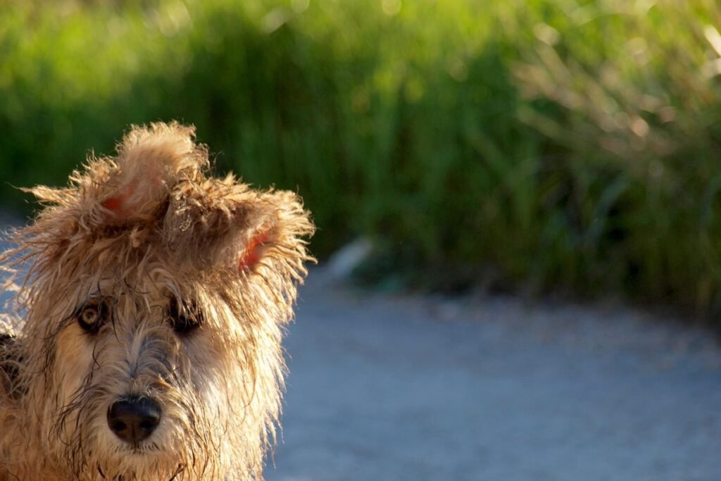 The Ultimate Guide: 5 Key Steps for Alleviating Your Pup's Home Alone Anxiety