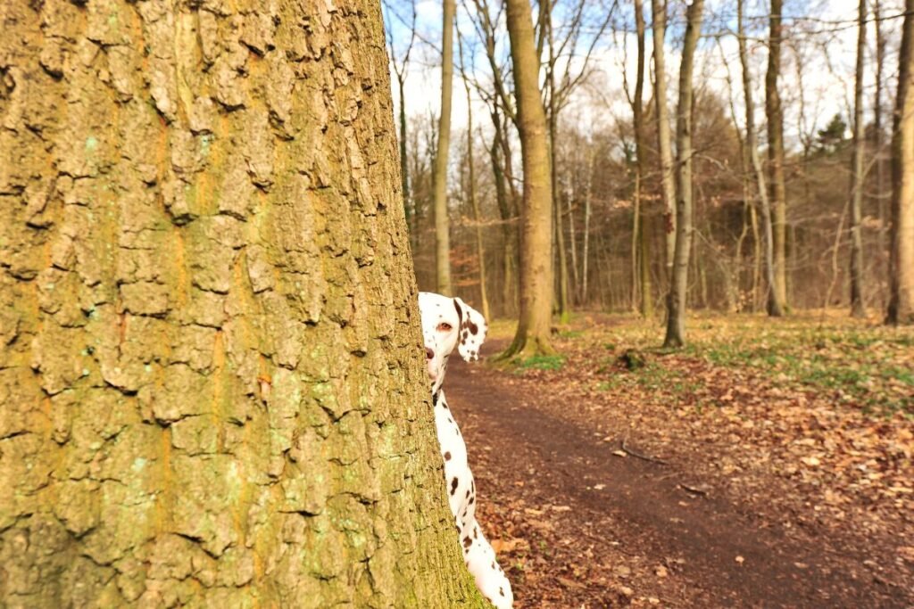 dog hiding behind tree