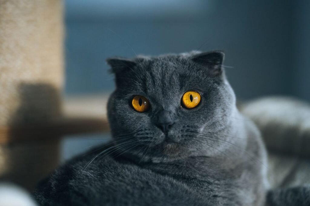 russian blue cat