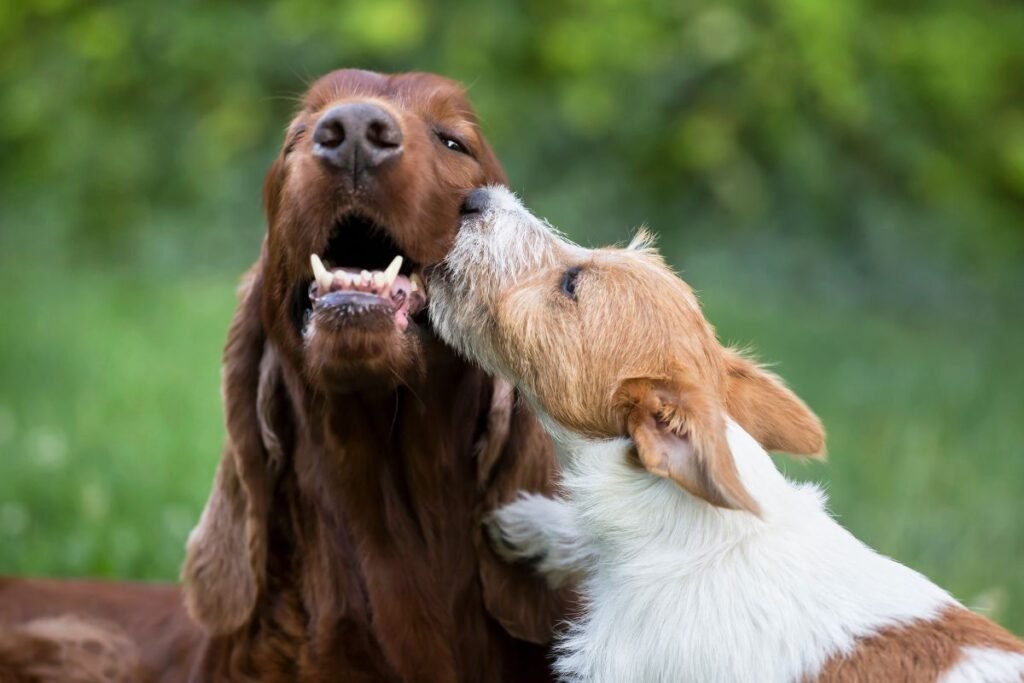 The Right Way to Introduce a New Canine to Your Existing Dog