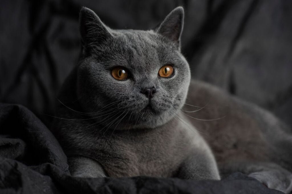 Sweet-Faced Companions: 5 Affectionate Cat Breeds That Radiate Adorableness