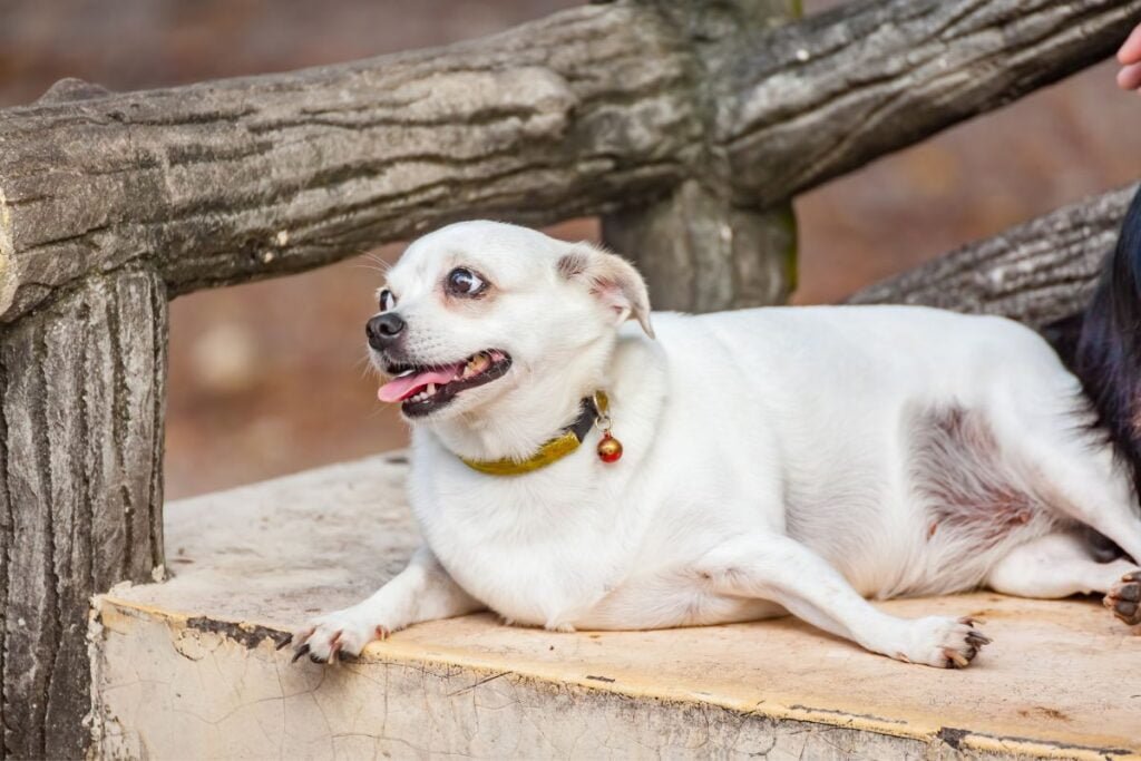 6 Red Flags Your Pooch Needs More Workout and Stimulation