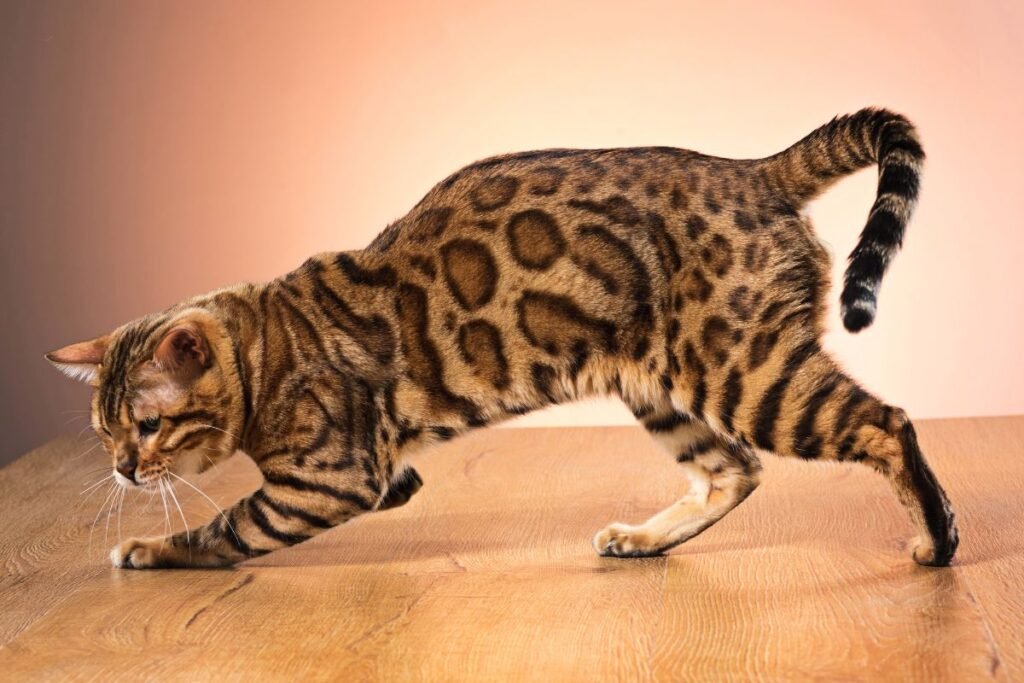 bengal-cat