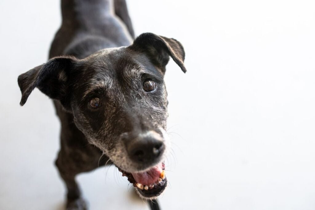 Discover the 4 Perks of Giving a Senior Dog a Forever Home