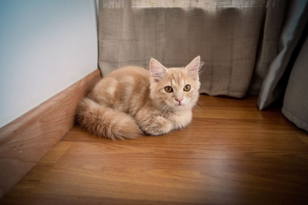Cuddle-Worthy Furballs: 5 Insanely Cute Cat Breeds to Steal Your Heart
