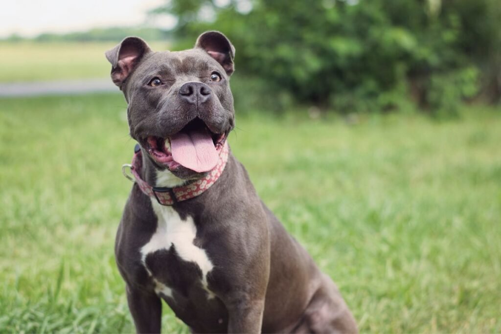 Supercharge Your Dog's Gray Matter: 6 Trick Training Techniques