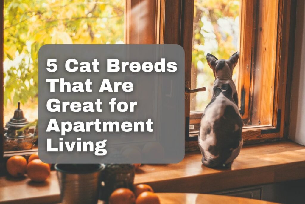 best-cats-for-apartments