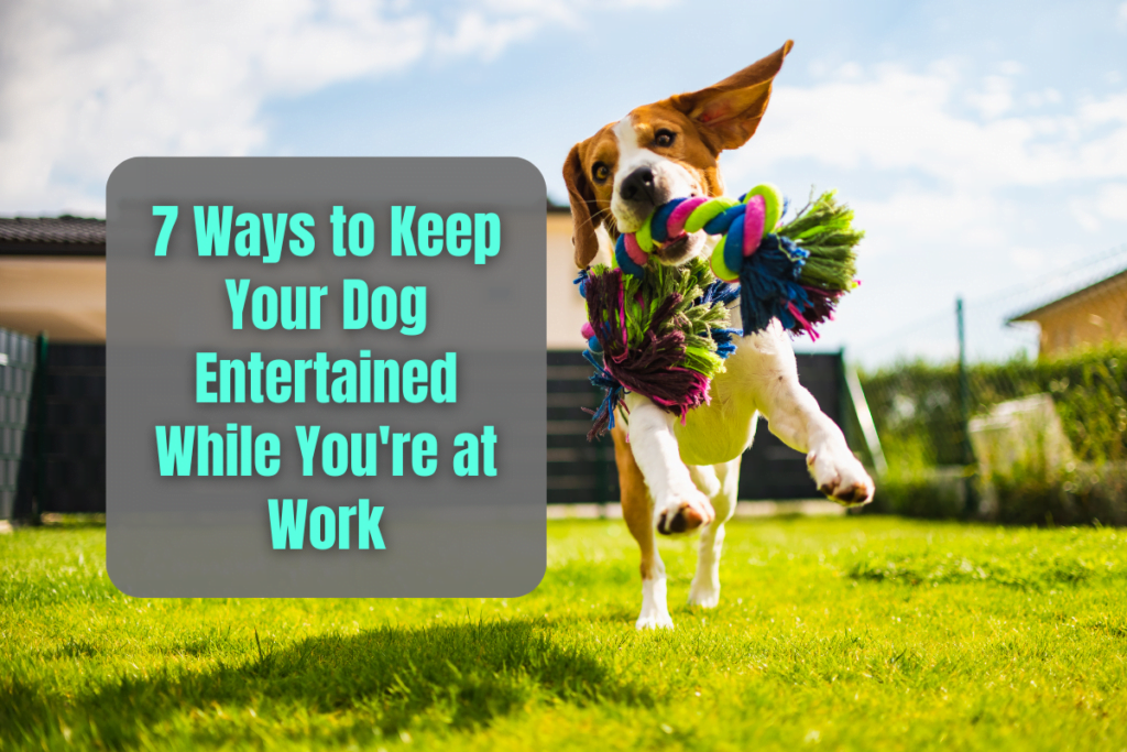Ways to Keep Your Dog happy While You're at Work