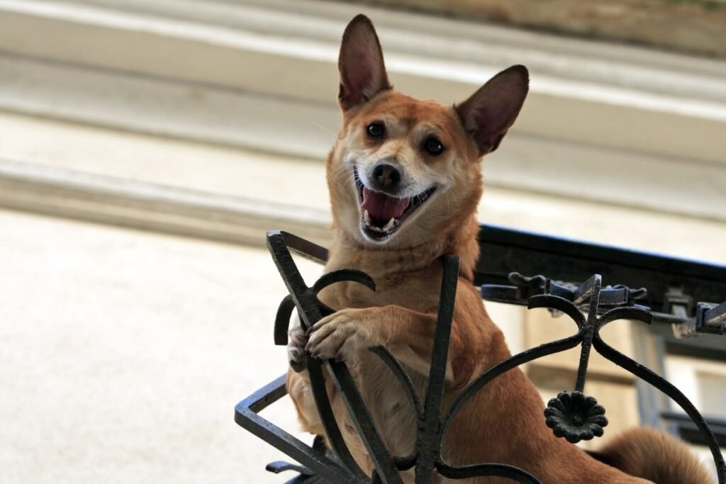 Your Path to Peace: 5 Indispensable Methods for Resolving Canine Separation