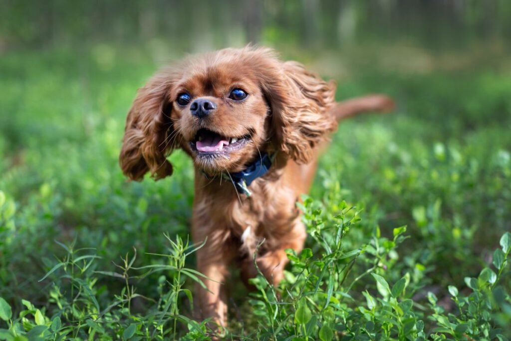 Your Dog's Brain Boosters: 6 Enriching Trick Training Ideas