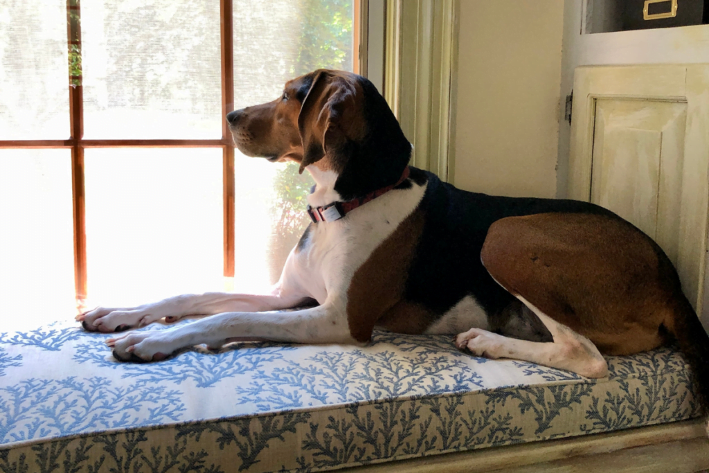 a dog looking out of the window