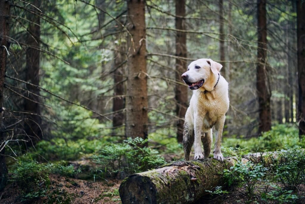 Furry Travel Companions: Exploring America's Must-See Landmarks with Your Dog by Your Side