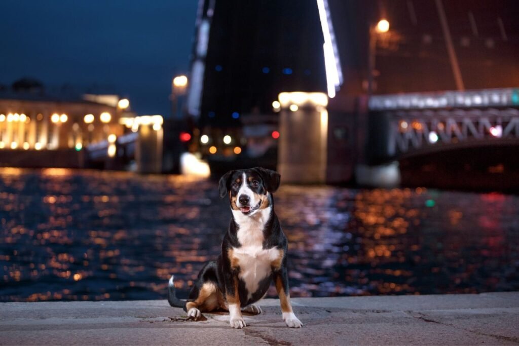 On the Road Again: Embark on an Adventure Across America's Landmarks with Your Pup