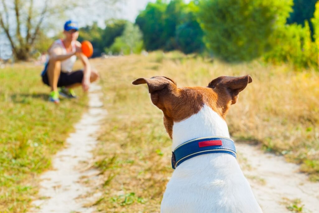 Playful companions: Enhancing relationships with our dogs through games and laughter